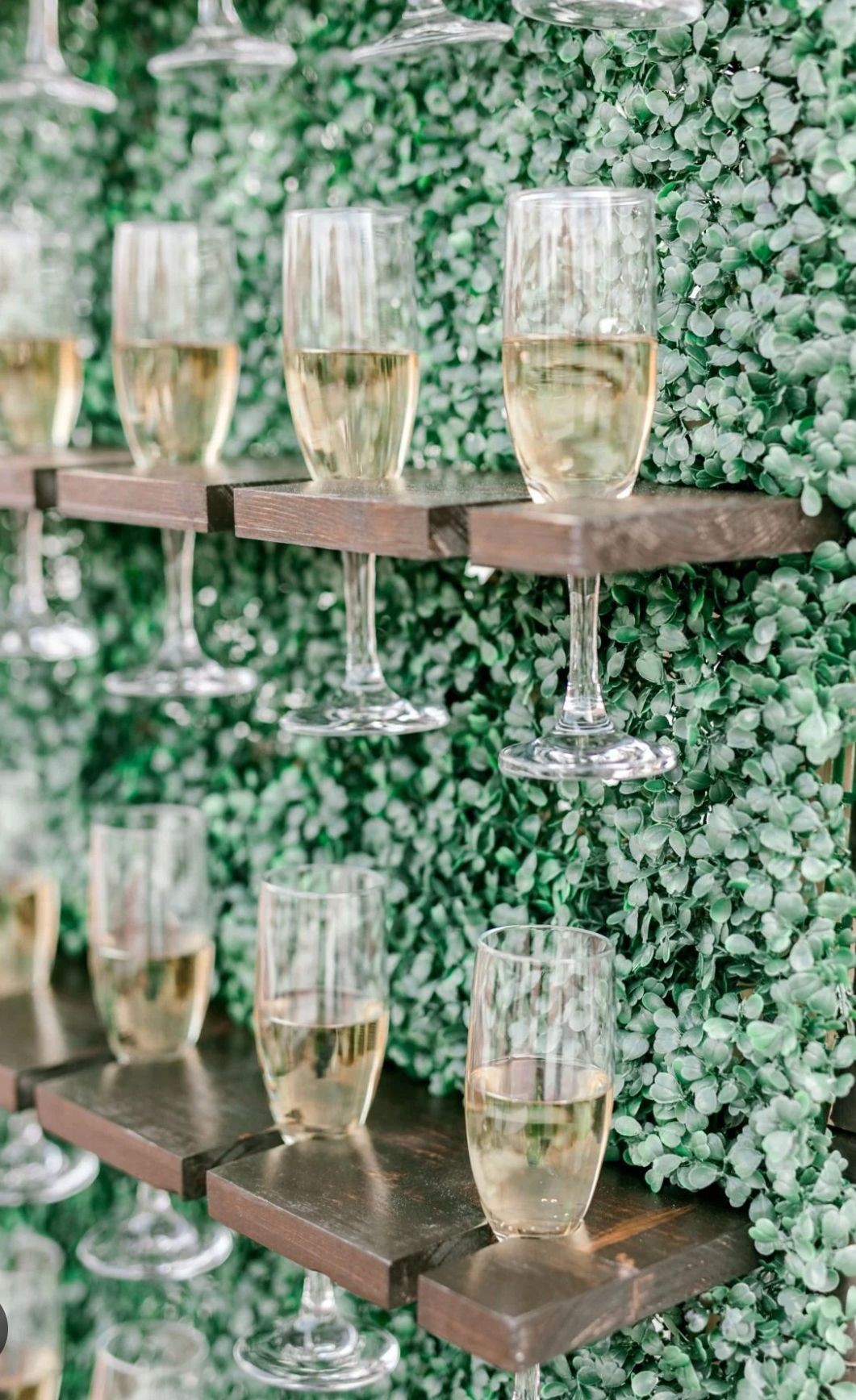 Glasses of champagne placed on wooden shelves attached to a greenery wall backdrop.